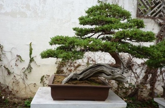 盘点那些不能在室内摆放的植物 盘点那些不能在室内摆放的植物