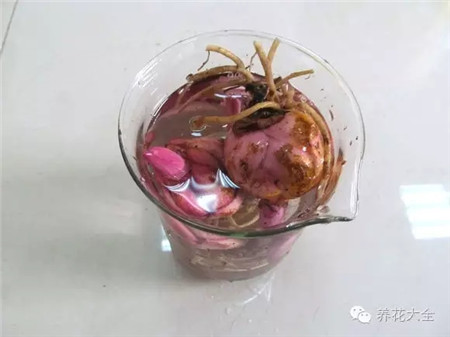 种球 种球