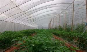 大棚栽培蔬菜宜用哪些除草剂