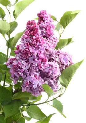 关于丁香花的爱情故事
