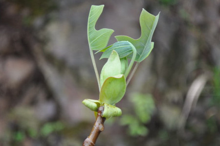 鹅掌楸 鹅掌楸