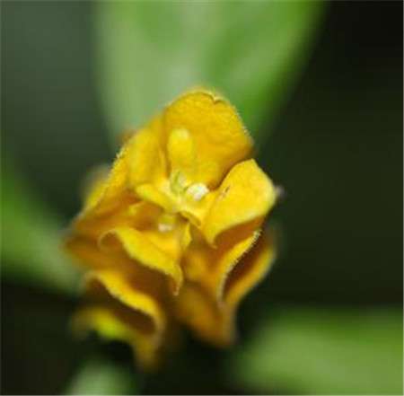 金苞花 金苞花