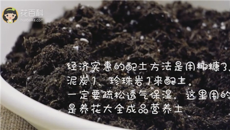 配土 配土