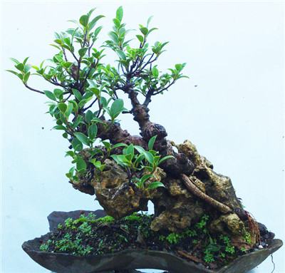 榕树的观赏作用 榕树的观赏作用