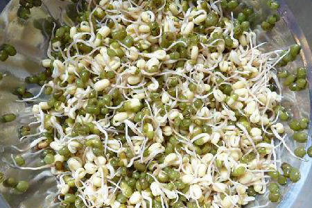 豆芽 豆芽