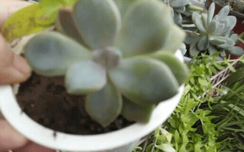 酸奶盒种植的多肉 酸奶盒种植的多肉
