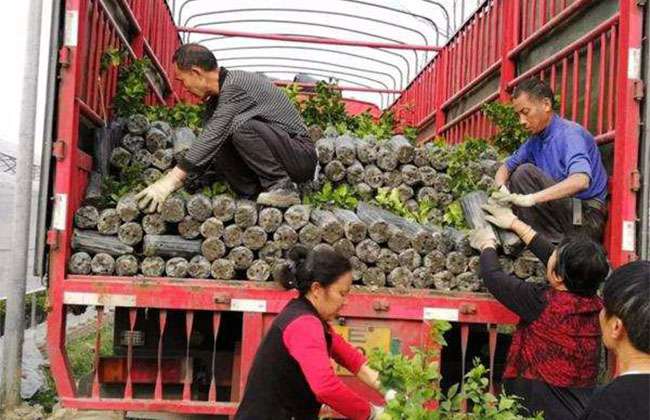 广西:瑶山春光早 苗木销路好 广西:瑶山春光早 苗木销路好