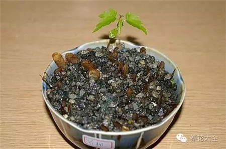 长出小苗 长出小苗