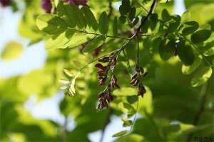 香花槐的详细介绍