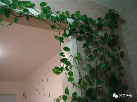用淘米水浇花盆 用淘米水浇花盆