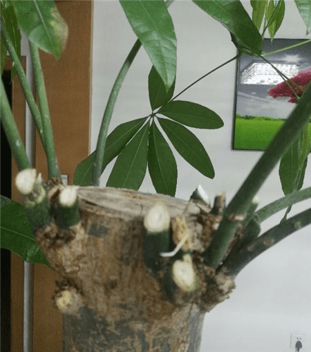 发财树修剪 发财树修剪