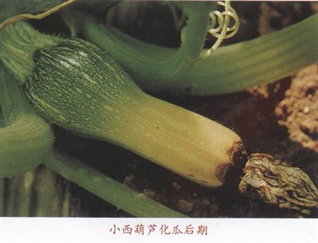 西葫芦怎么防治化瓜?