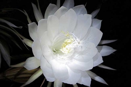 昙花 昙花