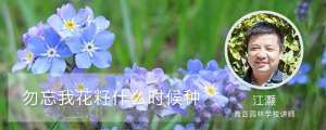 勿忘我花籽什么时候