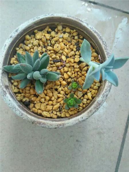 绒针的繁殖方法 绒针的繁殖方法