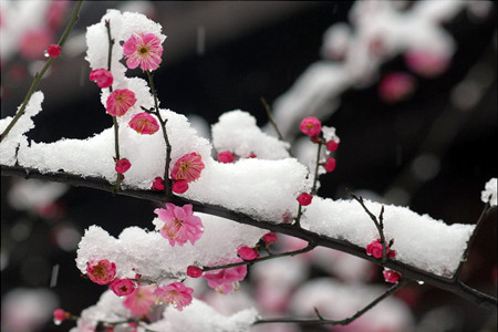 梅花 梅花