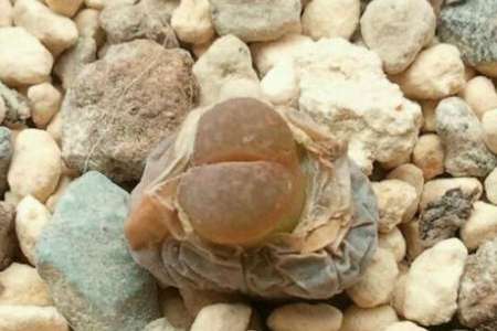 生石花 生石花