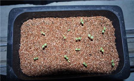 薰衣草的播种方法 薰衣草的播种方法