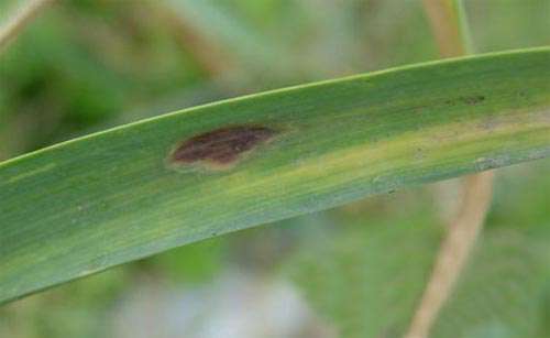 大蒜紫斑病症状、发病途径和条件及防治方法_大蒜紫斑病