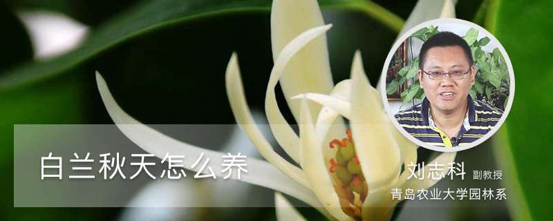 白兰秋天怎么养 白兰秋天怎么养