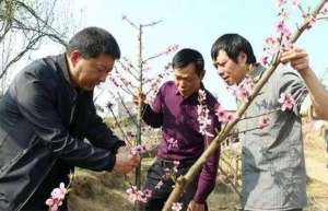 春季桃树高产管理技术要点