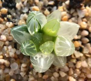 玉露种植养护的光照技巧要点