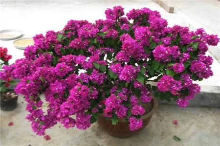 没烂根的花卉 没烂根的花卉