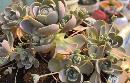 1527147419140408.png 新手如何种植多肉植物——从挑选好养的多肉开始
