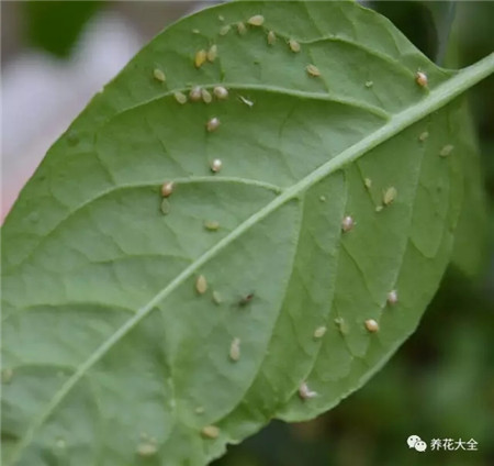 杀死蚜虫 杀死蚜虫