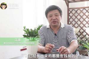 金钱树为什么不发芽