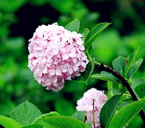 粉色琼花 粉色琼花