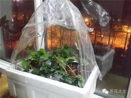 泡沫箱自制温室 泡沫箱自制温室
