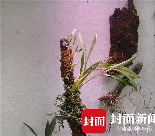 四季玫瑰盛开7.jpg