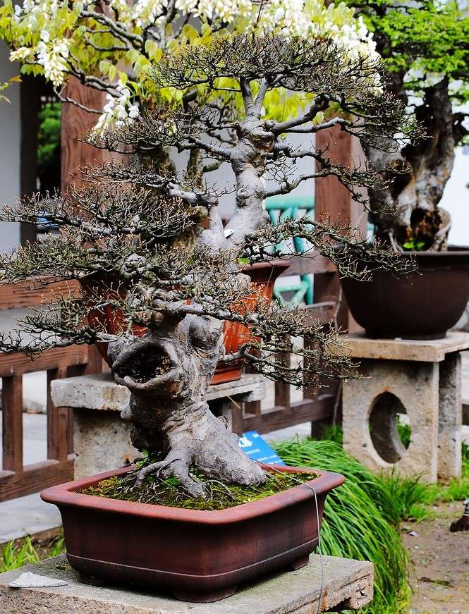盆景 盆景