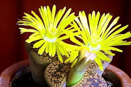 生石花 生石花