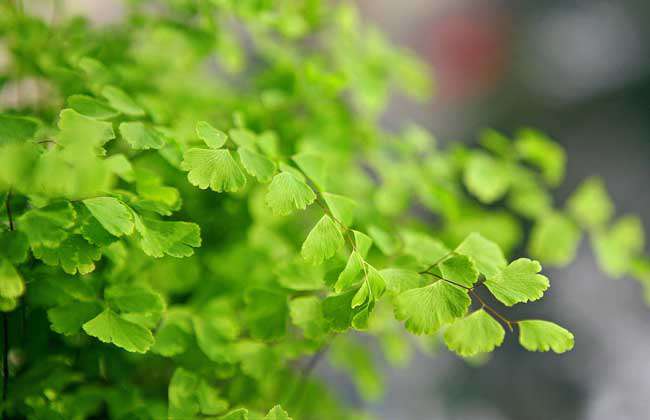 盆栽铁线蕨怎么养？