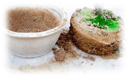 含笑花换盆磕土 含笑花换盆磕土