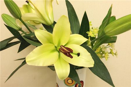 室内养百合花 室内养百合花