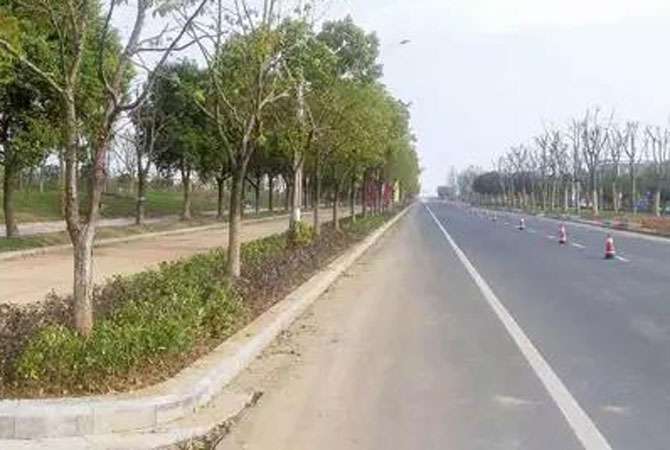什么样的苗木才能掘金道路绿化市场2.jpg