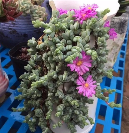 碧玉莲 碧玉莲
