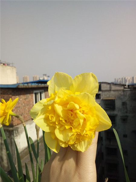 洋水仙开花后养球 洋水仙开花后养球