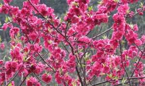 梅花怎样进行繁殖？
