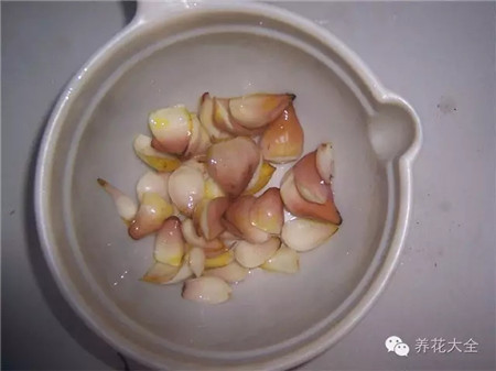 鳞片 鳞片