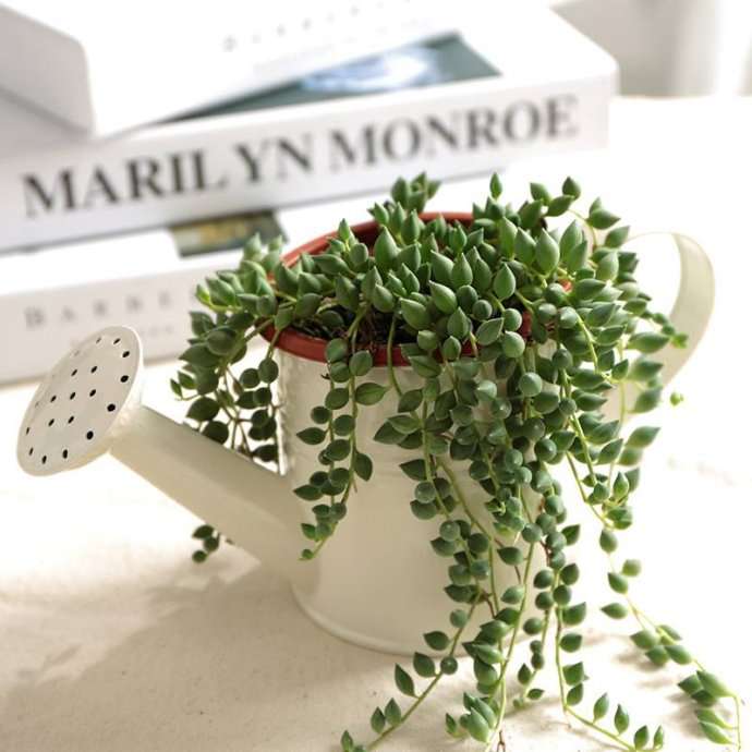 情人泪 Senecio rowleyanus 情人泪 Senecio rowleyanus