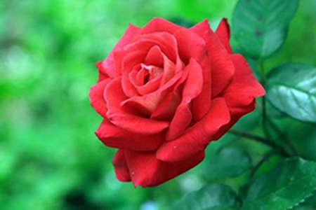 月季花 月季花