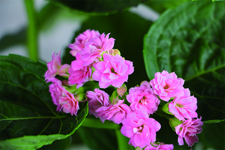 长寿花 长寿花