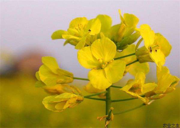 巧除油菜花自生苗