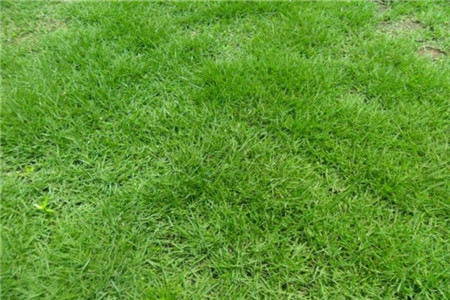 结缕草 结缕草