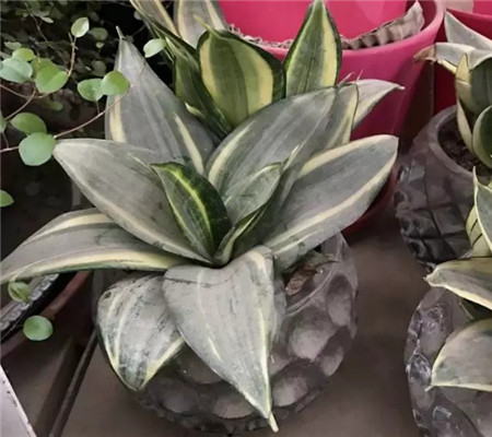 虎皮兰 虎皮兰