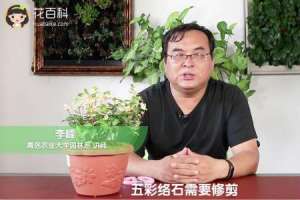 五彩络石用修剪吗